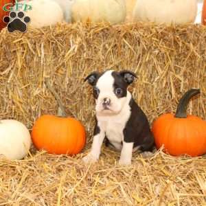 Jordan, Boston Terrier Puppy